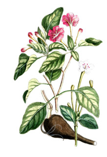 Mirabelilis dichotoma