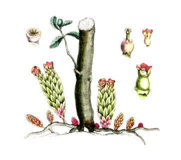 Cytinus hypocistis