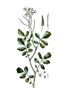 Sisymbrium nasturtium