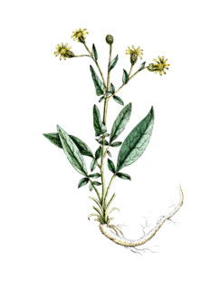 Centaurea behen