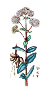 Sedum telephium