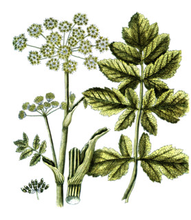 Pastinaca opopanax