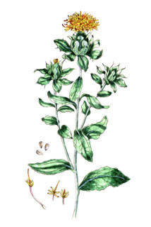 Carthamus tinctorius