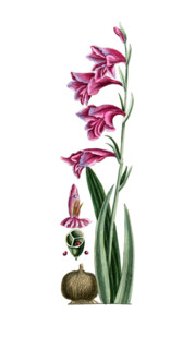 Gladiolus communis