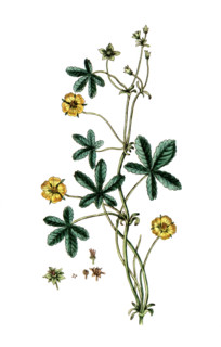 Potentilla reptans