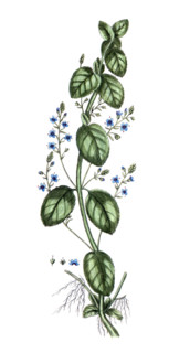 Veronica beccabunga