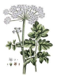 Heracleum spondylium