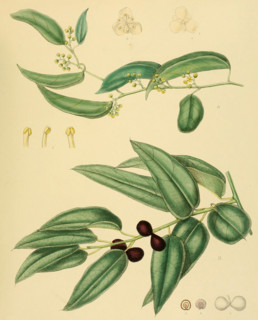 Limacia cuspidata