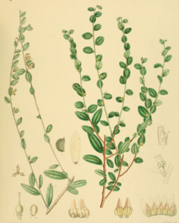 Alsodeia virgata