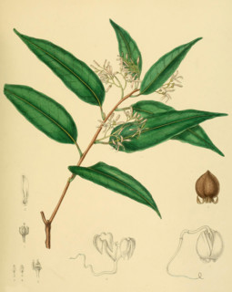 Vatica obscura
