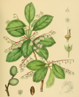 Elaeocarpus serratus