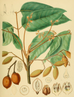 Canarium brunneum