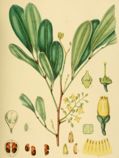 Pseudocarapa championii