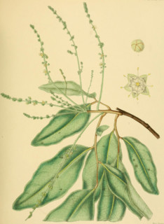 Gleniea zeylanica