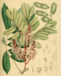 Derris oblonga