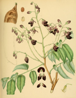 Pericopsis mooniana