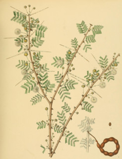 native to Southeast Asia