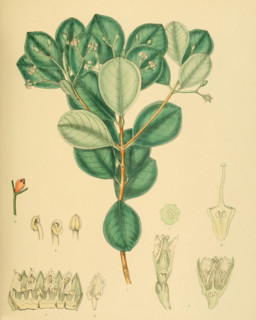 native to Southeast Asia