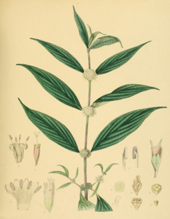 Allaeophania decipiens
