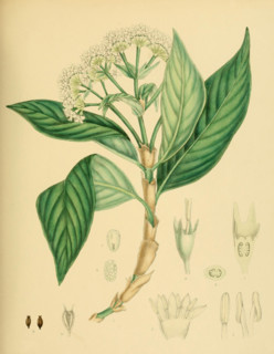 Hedyotis lessertiana