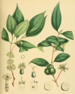 Diplospora dalzellii