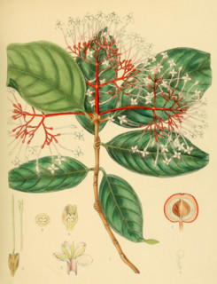 Ixora jucunda