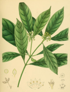 Psychotria bisulcata