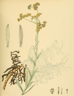 Anaphalis pelliculata