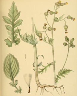 Gynura zeylanica