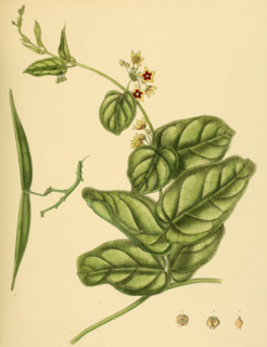Tylophora flava