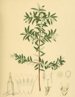 Gaertnera ternifolia