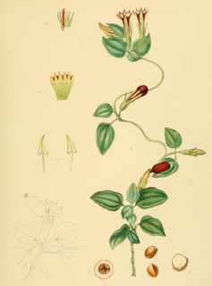 Crawfurdia japonica