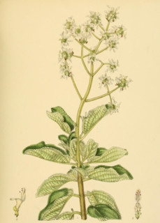 Anisochilus paniculatus