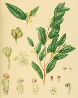 Hemicyclia gardneri