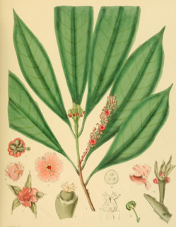 Trigonostemon diplopetalus