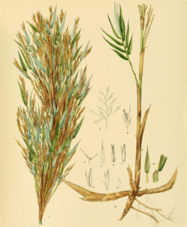 Arundinaria densifolia