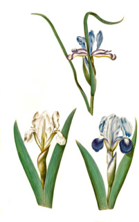 Grass Iris