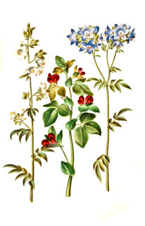 Blue ladder