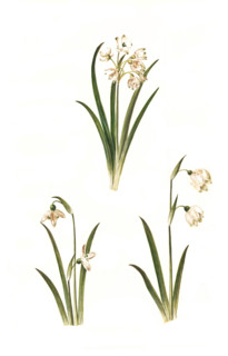 Summer snowflake