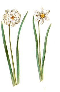 White daffodil