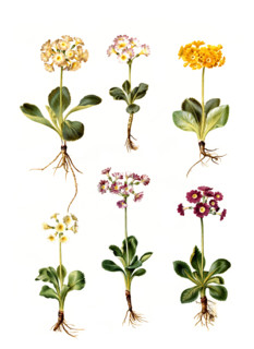 Bastard Auricula Primula vó pubescens
