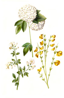 Snowball