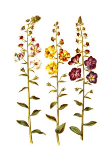 Cockroach Mullein