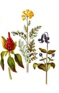 Panicled foxtail