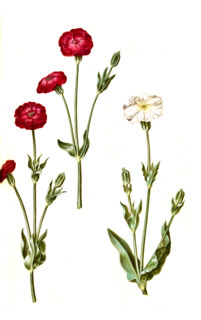 Crowned Campion