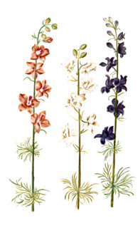 Garden Larkspur Consolida ajacis
