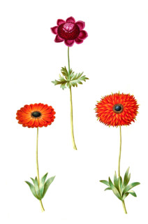 Crown anemone