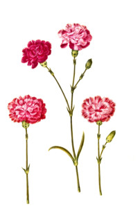Dianthus caryophyllus