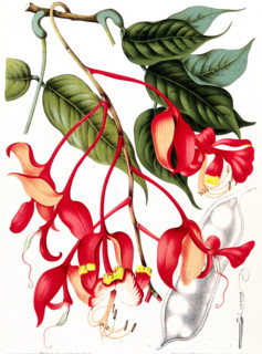 Orchid tree