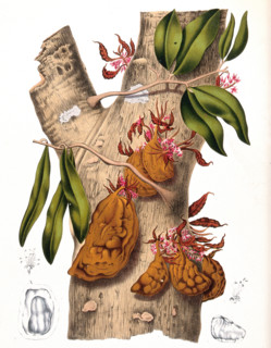 Cynometra cauliflora